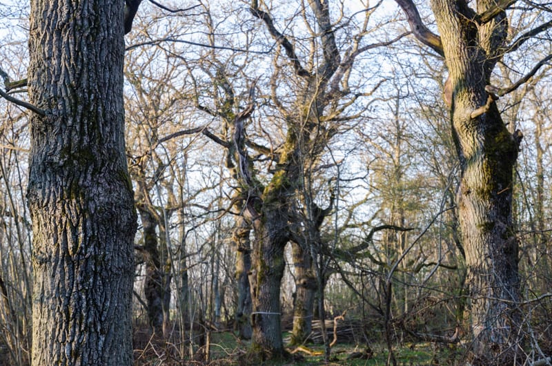 Allt färre unga skogsägare i Örebro län – minskning även i Kumla