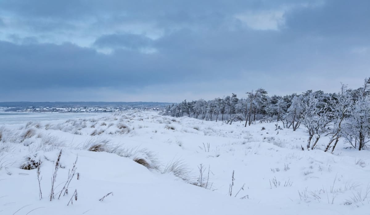 En vinterbild från ett snötäckt landskap under en molnig himmel. I förgrunden syns snöklädda sanddyner med grästuvor som sticker upp genom snön. Till höger i bilden finns en skog med barrträd och kala lövträd, alla täckta av snö. I bakgrunden till vänster syns ett fruset eller isbelagt vattenområde, möjligen en sjö eller kustlinje. Längs horisonten, bortom vattnet, avtecknar sig en bebyggelse med hus och träd, även de täckta av snö. Hela landskapet är täckt av ett tjockt lager vit snö.