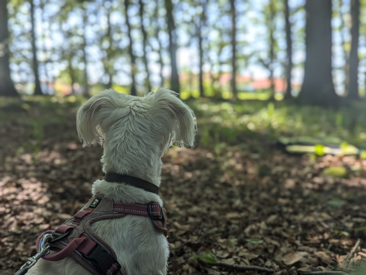Bilden visar ett djur sett bakifrån som sitter på marken i en skogsmiljö. Djuret, som verkar vara en liten hund med ljus, rufsig päls, bär en brungrå sele med röda detaljer och ett mörkt halsband. Marken är täckt av bruna löv och några kvistar. I bak