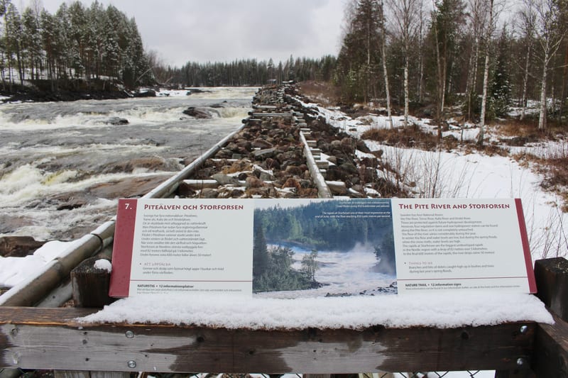 En vinterskrudsklädd miljö med en forsande älv i förgrunden och skogsklädda stränder. En informationsskylt med text om Piteälven och Storforsen är delvis täckt av snö i nederkanten, i bilden syns även en stenvall med trästockar.