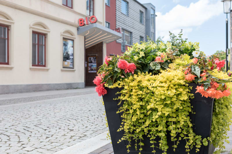 En stor, svart blomlåda med frodiga, färggranna blommor och rankande växter står i förgrunden till höger. I bakgrunden syns en kullerstensgata och byggnader, inklusive en biograf med skylten "BIO" och filmaffischer, under en molnig himmel.