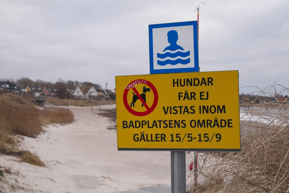 En gul och blå informationsskylt som anger förbud för hundar på badplatsen mellan 15 maj och 15 september, med en barstrand och hus i bakgrunden under en mulen himmel.