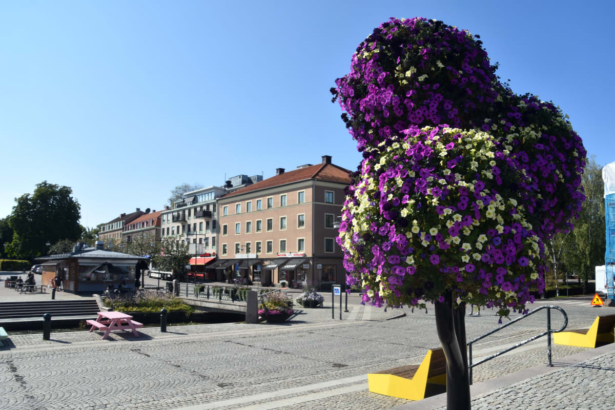 En bild över en stadsmiljö på en solig dag, med byggnader, kullersten och parkeringsområden. Stora blomsterarrangemang med lila och vita blommor syns tydligt i förgrunden, samt en rosa picknickbänk. En bro sträcker sig över en trång kanal.
