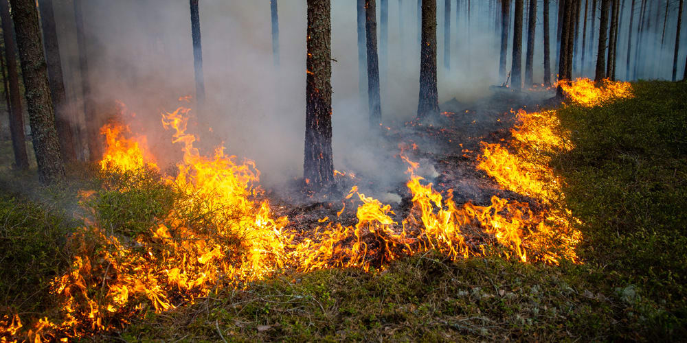 Kontrollerad naturvårdsbränning i Natura 2000-området Västersjön i Torsby