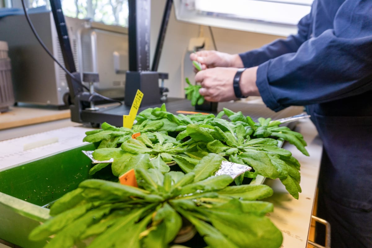Umeåforskare pekar ut arginin som signalen som avgör när blad dör