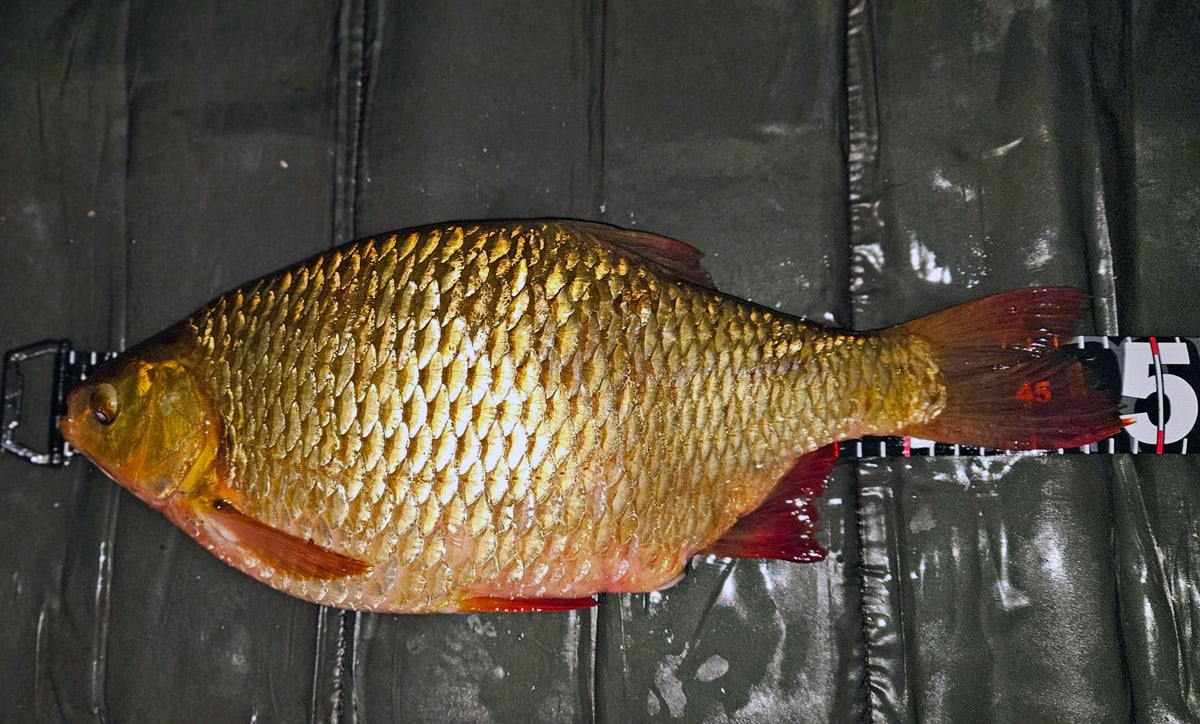 Nytt svenskt rekord på sarv – jättefisk fångad i Motala ström