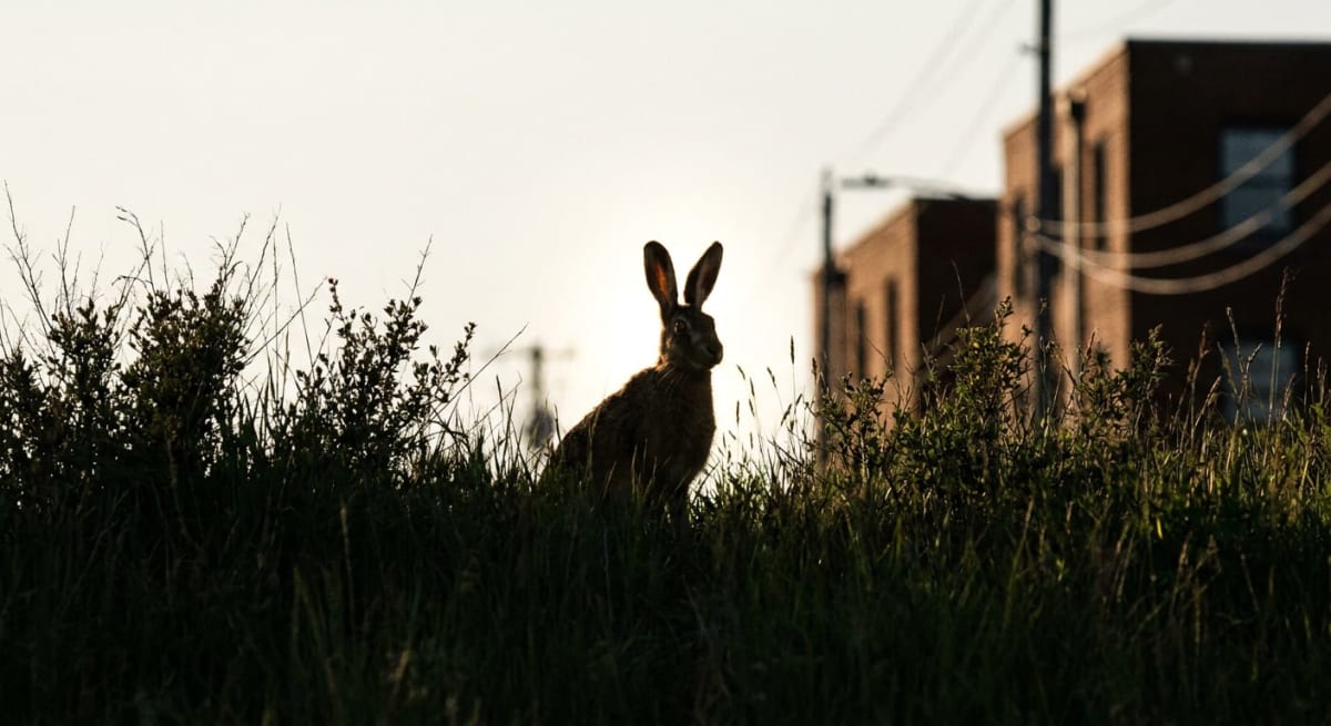 En ljusbrun hare är fotograferad i motljus, sittande i högt grönt gräs. I bakgrunden syns skuggor av byggnader med fönster och en stolpe med kablar, under en ljus himmel.