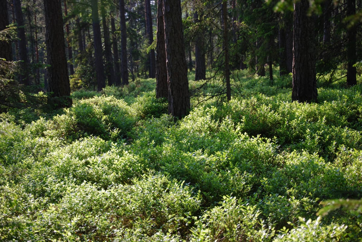 Skogsbad – En förmiddag i skogen med Shinrin-Yoku