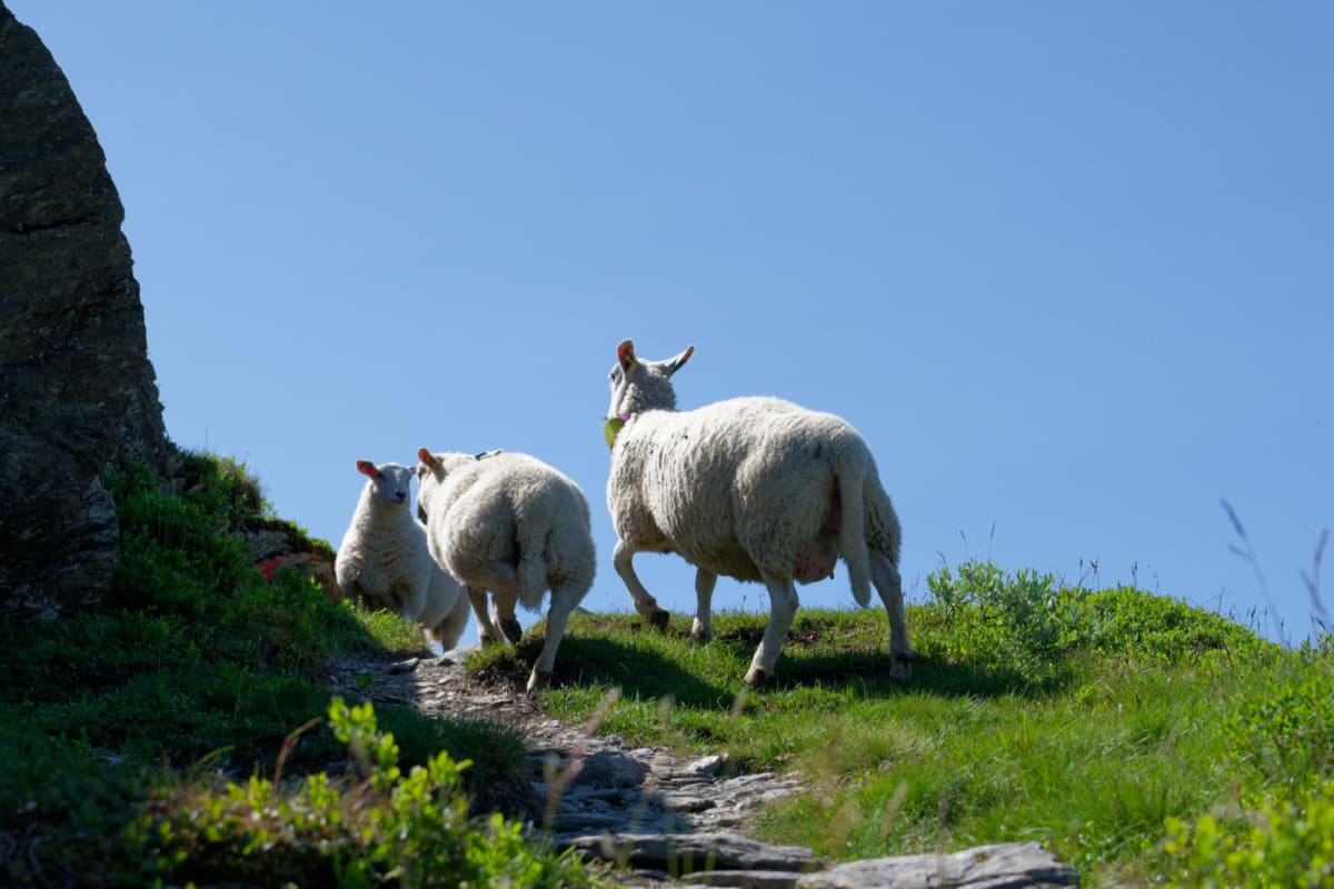 Tre får, varav två är små lamm, går uppför en grön gräsbevuxen kulle med stenar i förgrunden och en stor klippa till vänster. Den klarblå himlen dominerar bakgrunden.