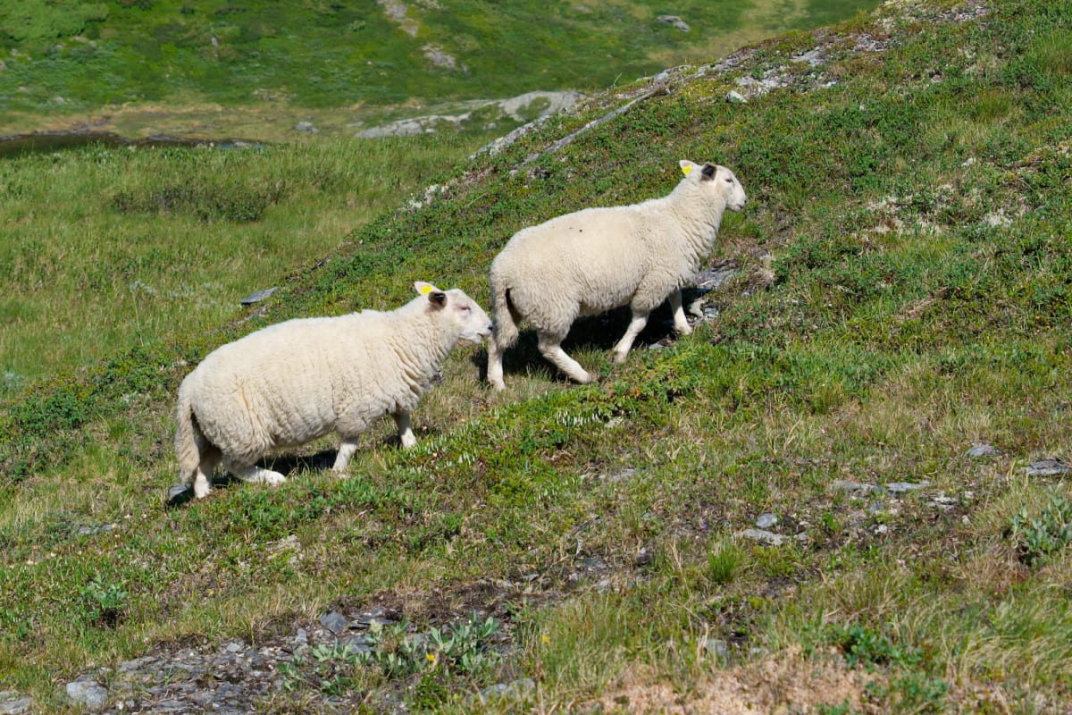Tranunge räddad ur fårstängsel utanför Rörvik