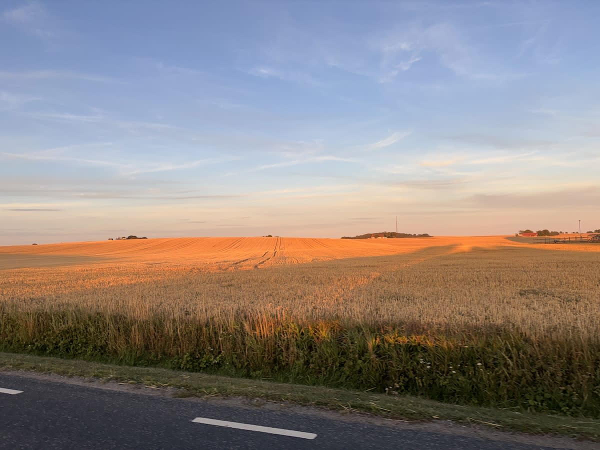 En bild visar ett vidsträckt fält med gulbrun gröda, möjligen säd, under en himmel med blå och orange toner. Marken sluttar lätt uppåt i bakgrunden och solljuset skapar långa skuggor. I förgrunden syns en bit av en asfalterad väg med vita körfältsmar
