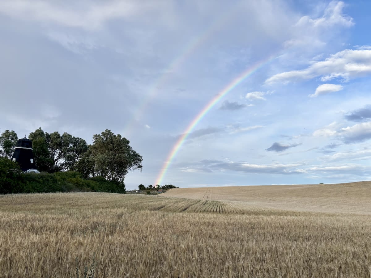 Bilden visar ett landskap med ett stort fält av gulaktig gröda, troligen vete eller korn. I bakgrunden till vänster syns en grupp träd och en mörk byggnad som liknar en väderkvarn. På himlen syns ett regnbågsfenomen med en dubbel båge samt moln.