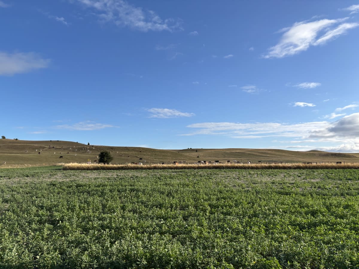 En landskapsbild som visar ett grönt fält i förgrunden, ett stråk med torkat gräs och en gul skylt i mitten. I bakgrunden syns kulliga, gröna och brungräsförsedda kullar med flera betande kor och några enstaka träd under en blå himmel med vita moln.