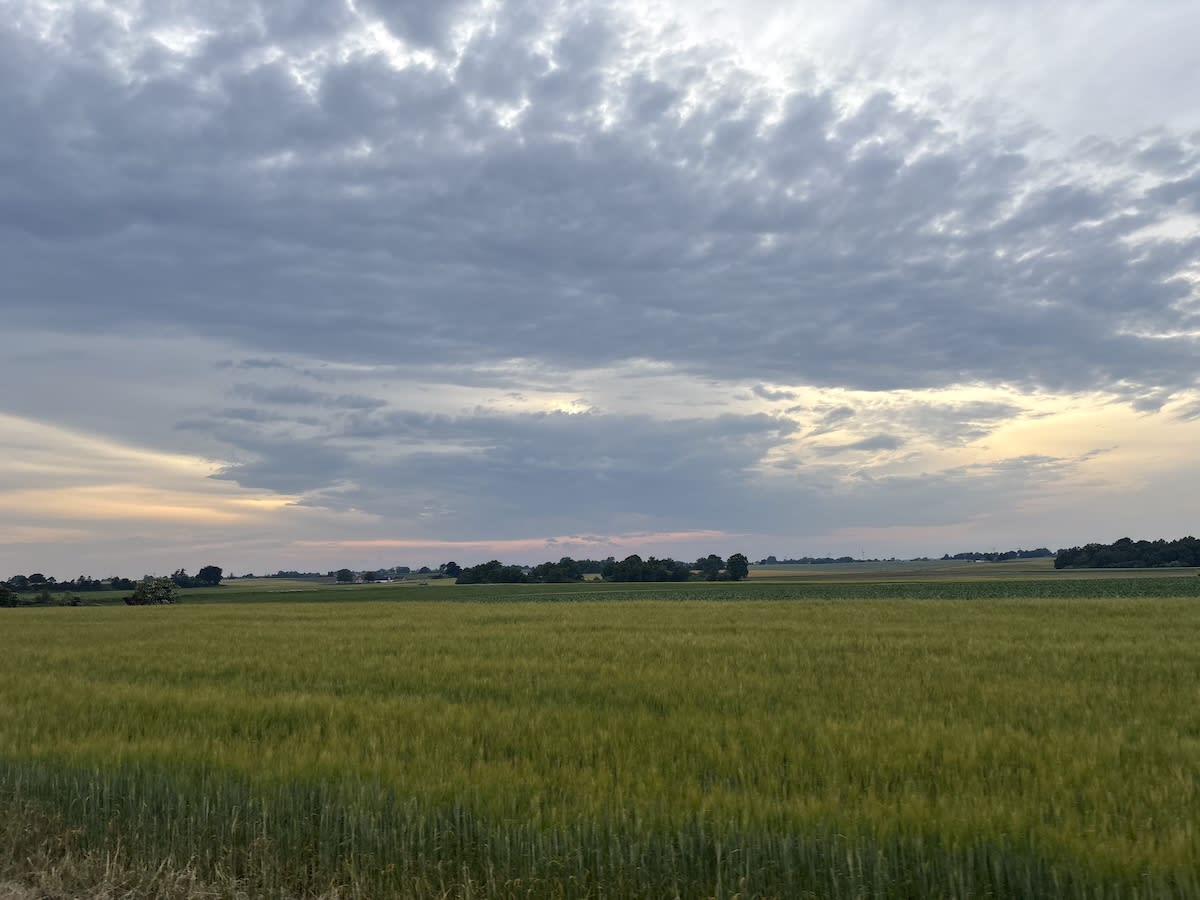 Bilden visar ett stort fält med grönaktiga växter under en molnig himmel. I horisonten syns träd och vad som tycks vara bebyggelse. Himlen uppvisar skiftande gråa och ljusare färger, möjligen i samband med solnedgång eller soluppgång.