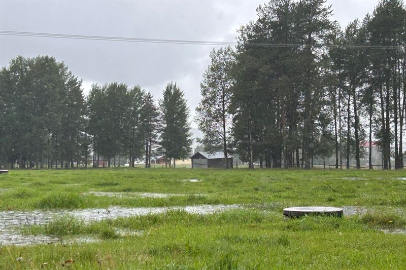 Kraftiga regn bromsar skörden i Norrbotten – oro för blöta åkrar och fulla brunnar