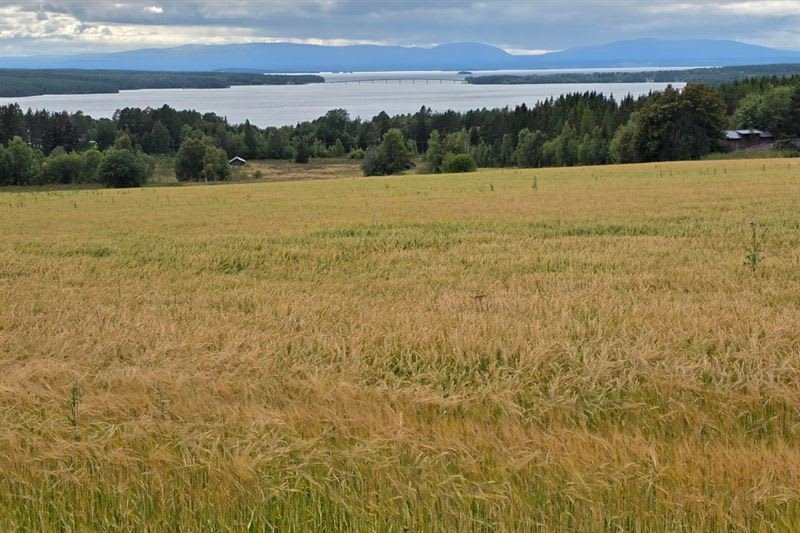 Skördeläget i Jämtland: Stora vallskördar – men regn har försvårat arbetet