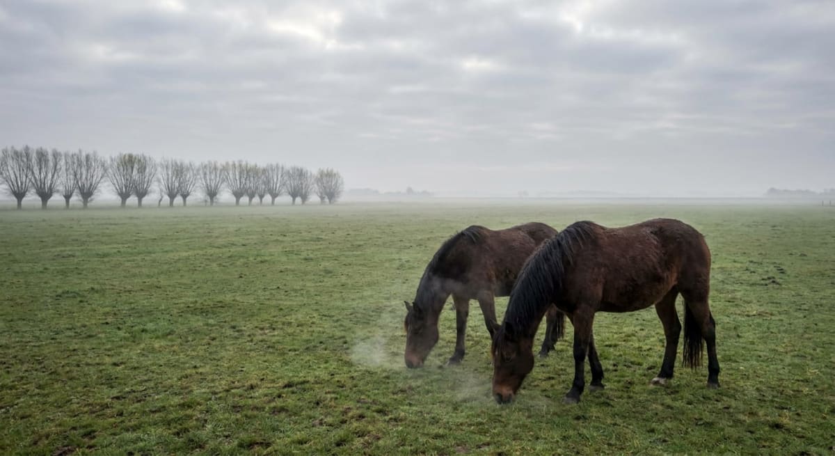 Två bruna hästar betar på ett stort grönt fält under en dimmig och molnig himmel. I bakgrunden syns en rad av träd med bara grenar, vissa med små knoppar, i den tjocka dimman. Hästarnas andetag syns som ånga i den svala luften.