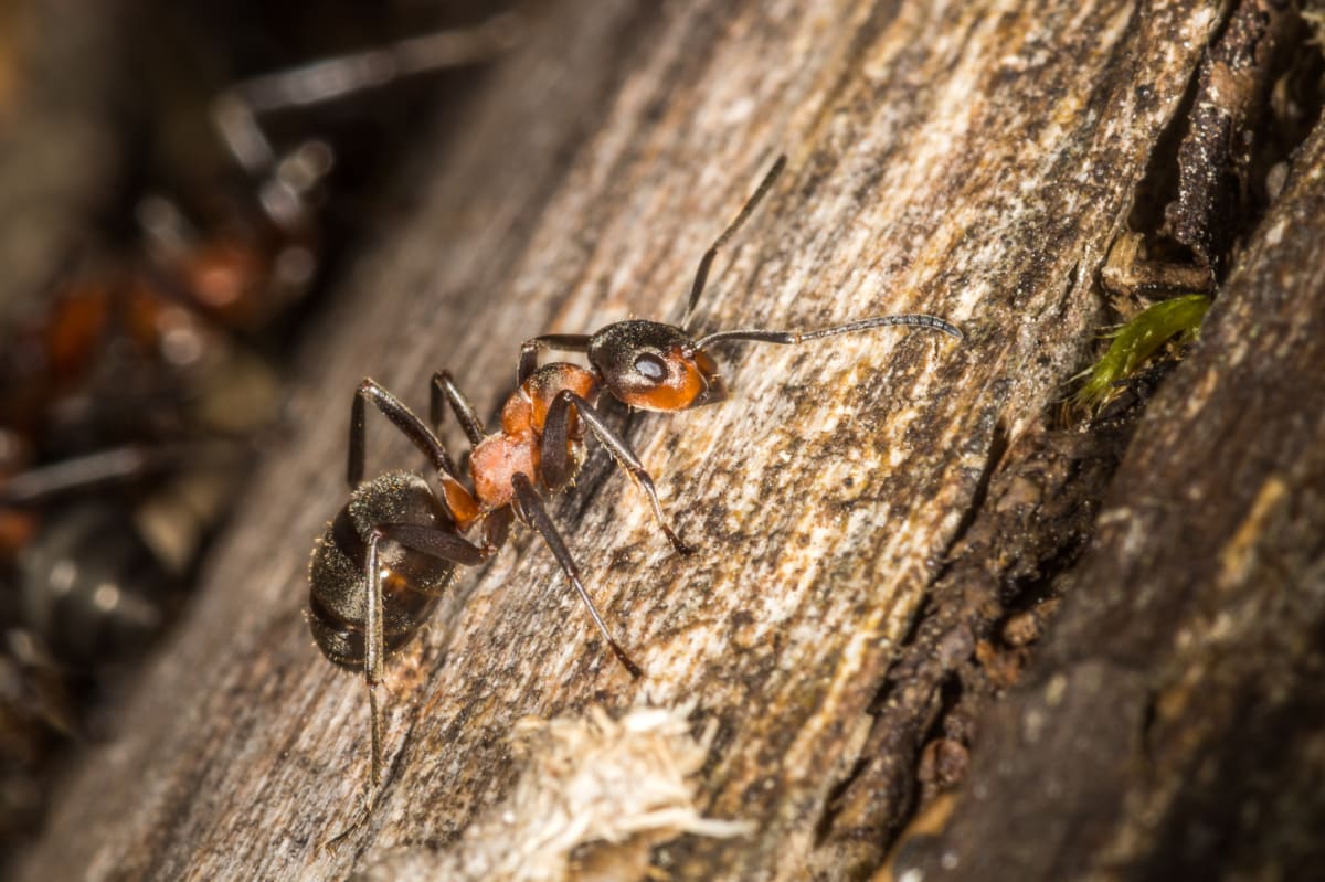 En närbild av en röd skogsmyra, även kallad red wood ant, som går på en trädstam. Myran har en rödbrun mellankropp och ett mörkare huvud och bakkropp, med synliga antenner och ben. Trädstammens yta är texturerad med sprickor och små inslag av grön mo