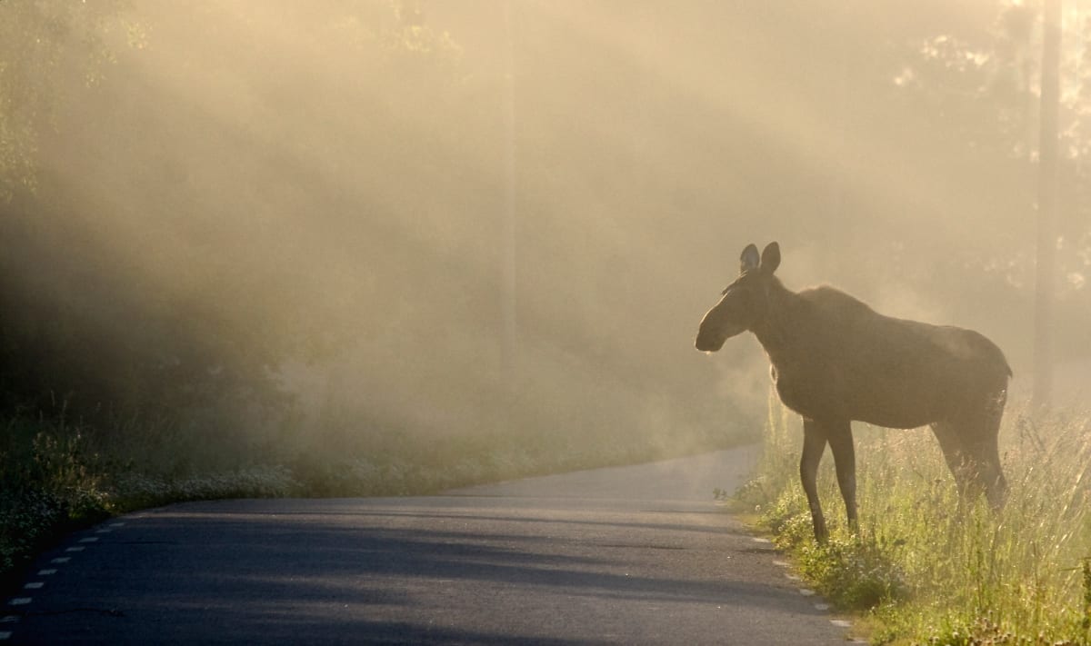 En älg står vid vägkanten under dimmiga förhållanden. Solens strålar bryter igenom dimman och skapar ljusa partier. Marken vid vägkanten är täckt av högt gräs.