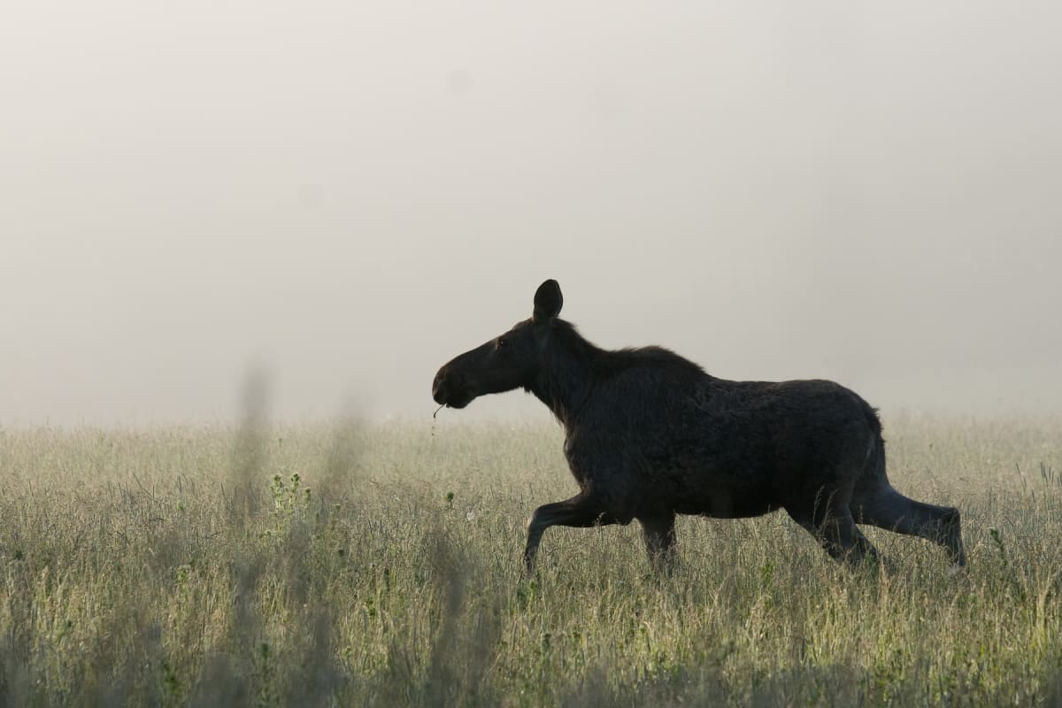 En älg i profil som går genom ett fält med långt gräs och dimma. Marken är täckt av gräs och en del solstrålar bryter igenom dimman i bakgrunden. En liten daggdroppe eller växtbit syns hänga från älgen nos.