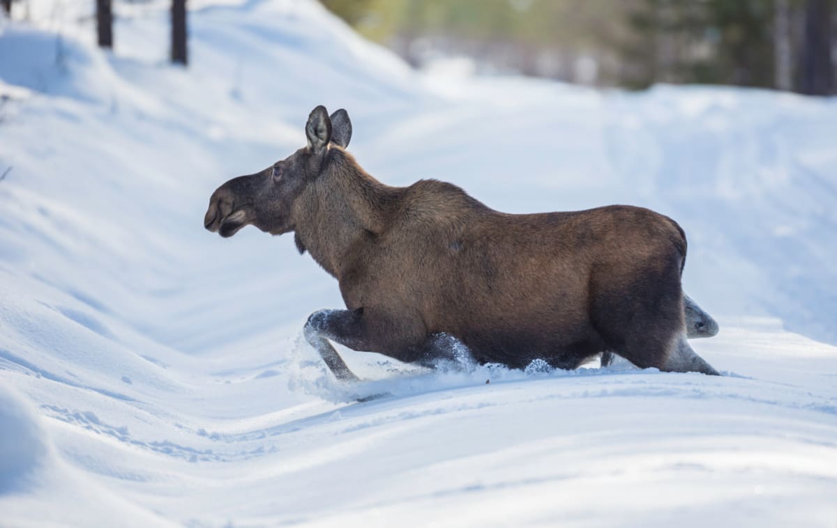 En älg i full fart, springande genom djup snö i ett snötäckt vinterlandskap. Djuret sparkar upp snö och dess mörka päls kontrasterar mot den vita snön. Några trädstammar syns i bakgrunden.
