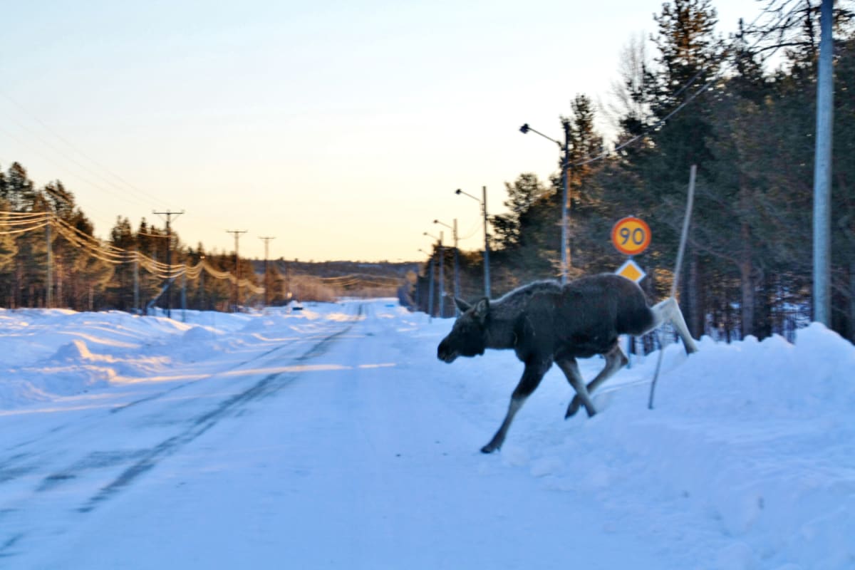 En älg klättrar upp på en snödriva vid sidan av en snötäckt väg. Vägen sträcker sig framåt med spår i snön. I bakgrunden syns träd, lyktstolpar och telefonledningar under en ljus himmel. En orange hastighetsskylt med "90" är synlig vid vägkanten.
