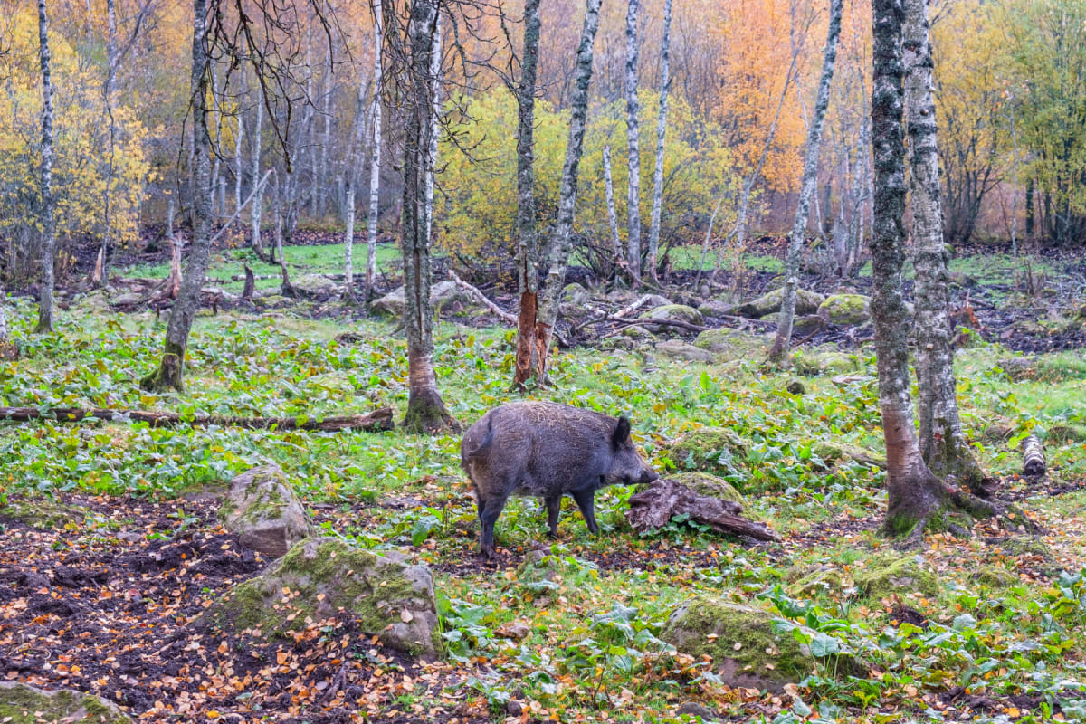 En vildsvinsgalt med brun-svart päls står i en skog med lövfällande träd vars löv skiftar i höstfärger som gult och brunt. Marken är täckt av gröna växter, jord, stenar med mossa samt en del nedfallna löv. Stora trädstammar med ljus bark dominerar bi
