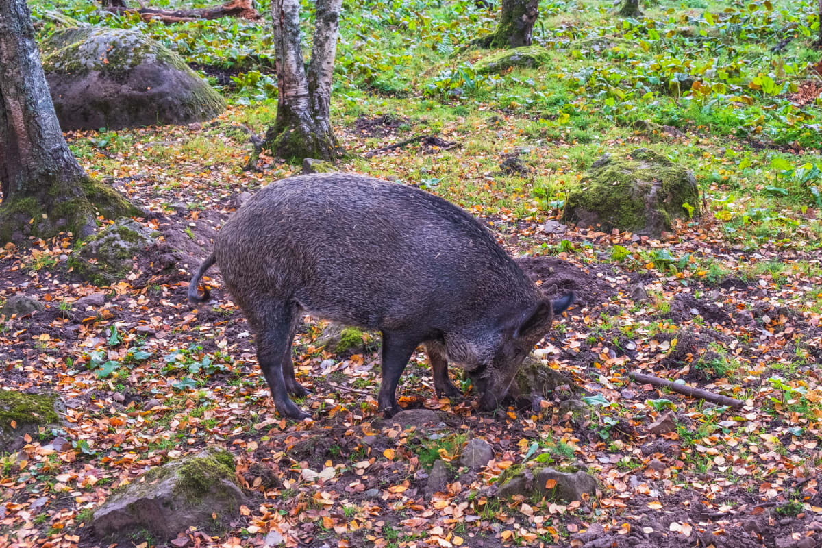 En vildsvin söker föda i skogsmark täckt med vissna löv och gräs, med synliga träd och mossbeklädda stenar i bakgrunden. Vildsvinet har huvudet sänkt mot marken, vilket antyder att den bökar i jorden.