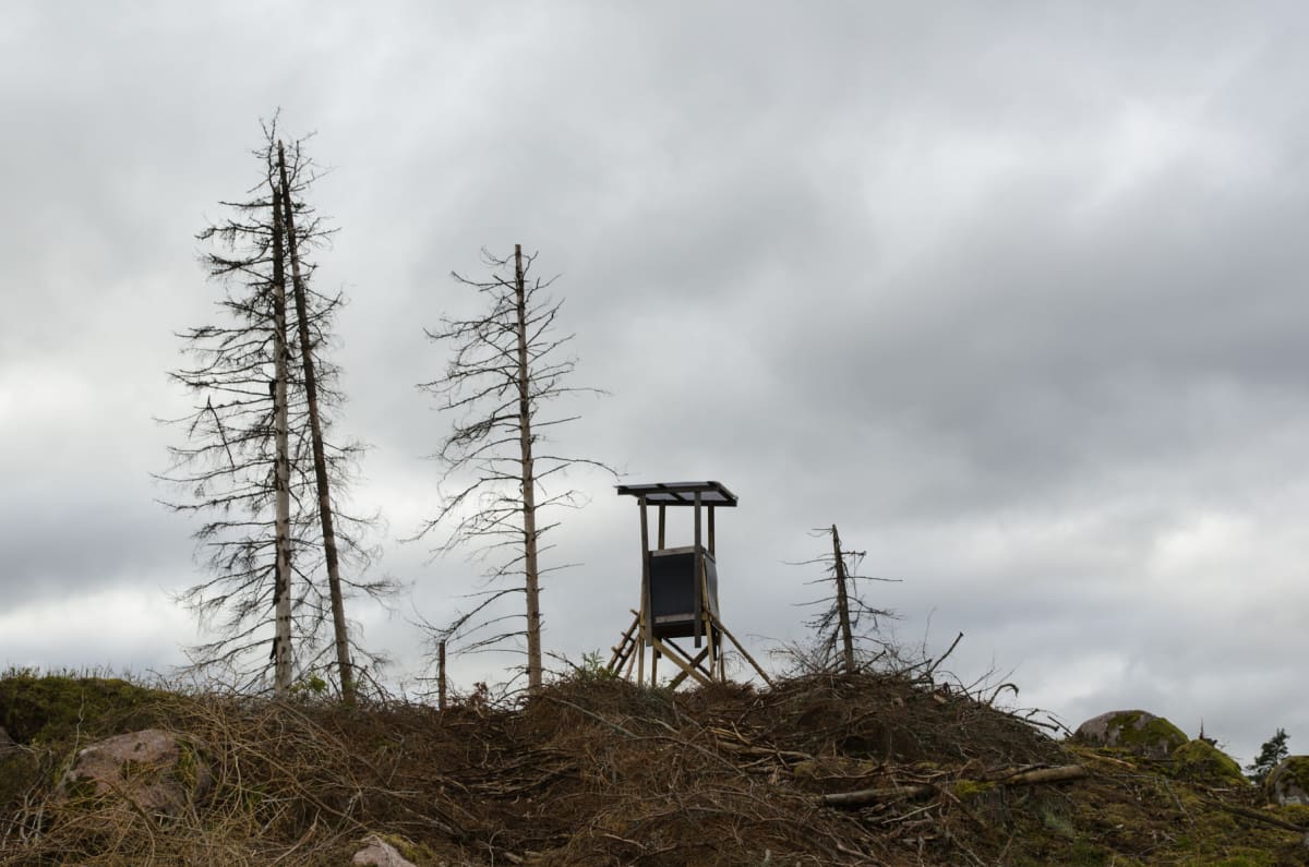 En jaktkoja med en stege står på en hög av ris och grenar under en molnig himmel. Runt kojan syns flera döda träd utan lövverk, och i förgrunden finns torra grenar och ris. Några mossbeklädda stenar syns i bakgrunden.