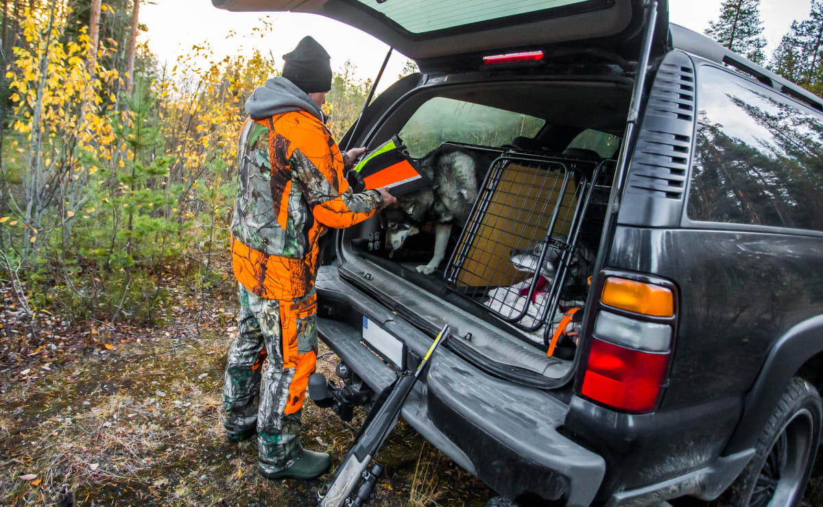 En person klädd i orange och kamouflagefärgad jaktmundering står vänd mot en öppen baklucka på en svart SUV. Personen håller ett reflekterande hundhalsband och interagerar med en gråvit hund i en bur. En annan hund syns delvis i en intilliggande bur.