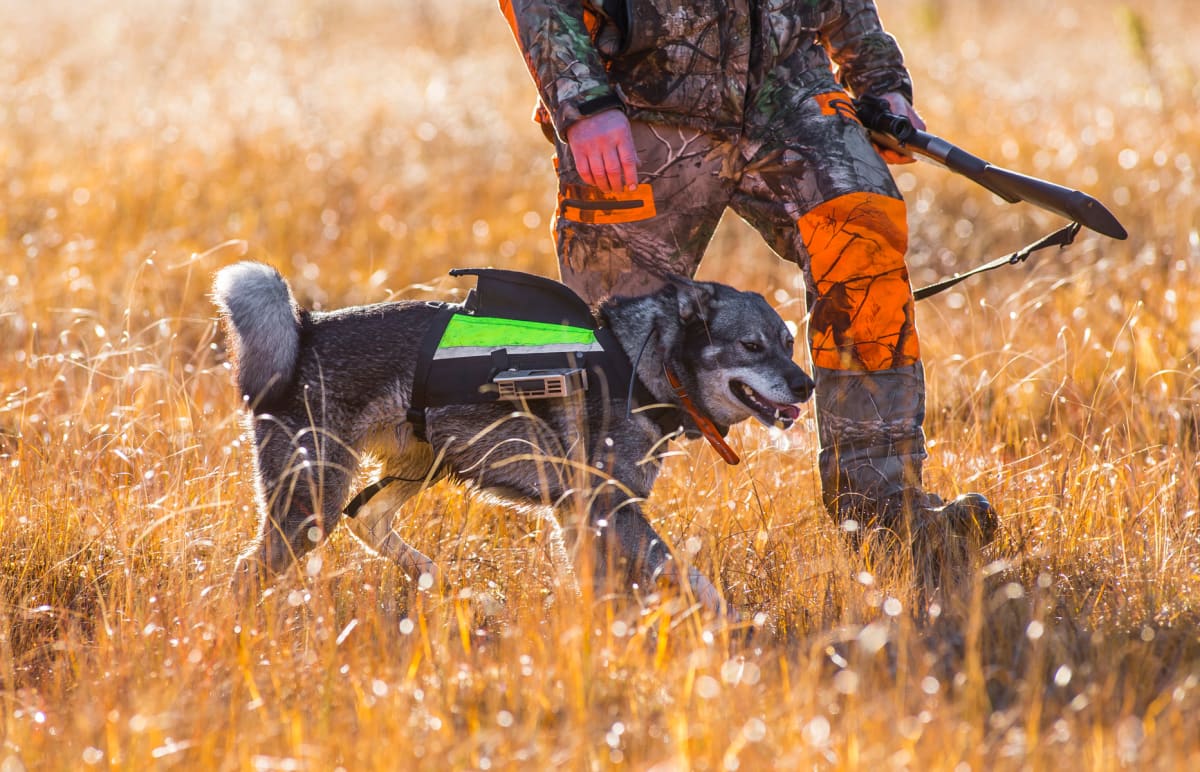 En jägare klädd i kamouflagekläder med orangea inslag går i gyllene gräs tillsammans med en hund. Hunden bär en svart sele med neongröna och grå reflexdetaljer samt ett litet elektronikpaket. Jägaren håller ett gevär i höger hand. Bakgrunden är oskar