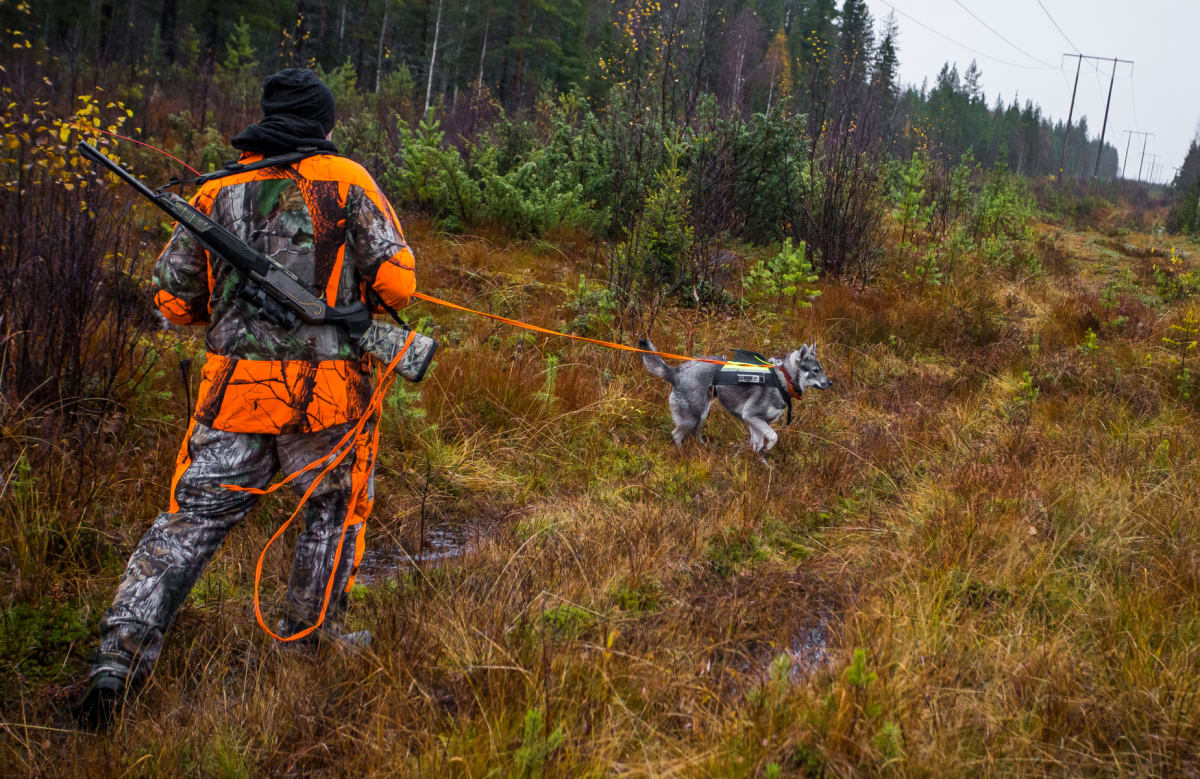 En person i kamouflage- och signalorange jaktkläder, med ett gevär på ryggen, går genom ett öppet, gräsbevuxet skogsområde. Personen leder en grå hund med sele och spårningsutrustning i ett orange koppel. Högspänningsledningar syns i bakgrunden.