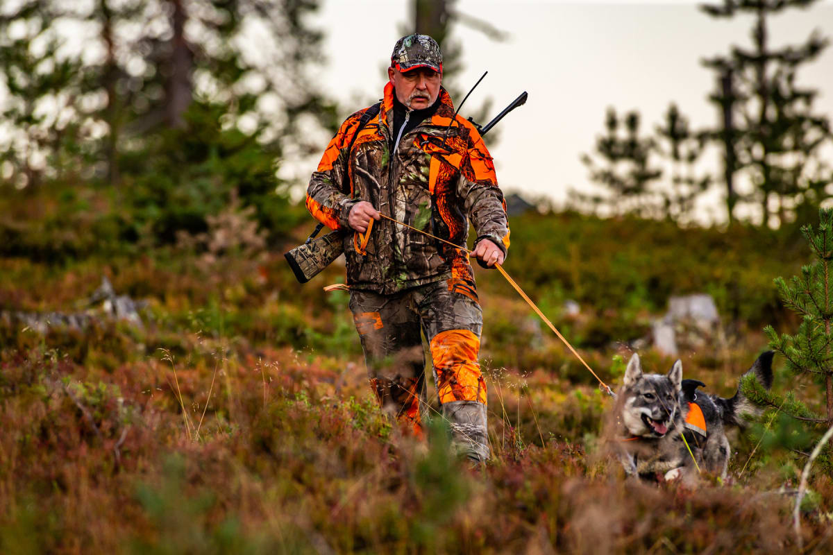 En jägare klädd i kamouflage- och orange jaktställ håller ett hundkoppel i handen. Bredvid honom springer en jakthund med orange väst. Båda befinner sig i ett skogslandskap med ris och barrträd på marken.