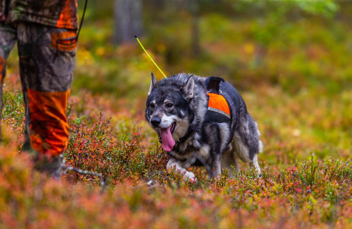 En gråvit älghund med orange täcke och en gul antenn på ryggen går genom låg vegetation med röd- och grönfärgade löv och blåbär. En persons ben med kamouflagebyxor i orange och grönt syns till vänster i bilden, strax bakom hunden. Hunden flåsar med t