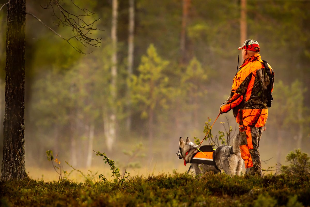 En person klädd i kamouflagemönstrade jaktkläder med orange fält, syns bakifrån i en dimmig skog. Personen håller ett grått jakt hundkoppel. Hunden, som också är grå och bär en orange sele, står bredvid. Marken är täckt av grön vegetation och mossiga