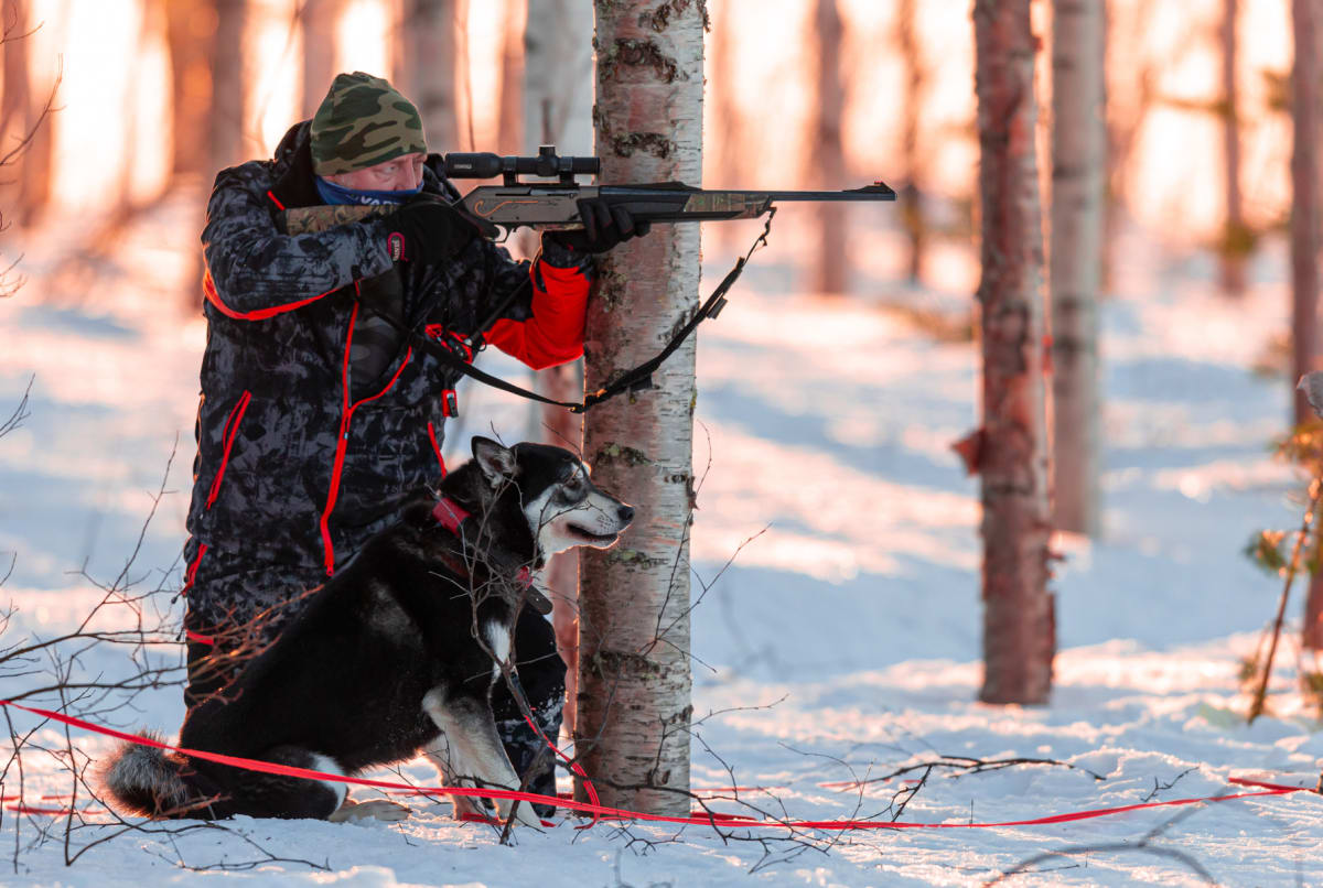 En jägare med kamouflagefärgad mössa och jacka, samt röda detaljer, siktar med ett gevär i ett snöigt vinterlandskap. En svart och vit hund (elkhound) sitter bredvid jägaren vid ett björkträd. Bakgrunden visar fler björkträd i solnedgångsljus under j