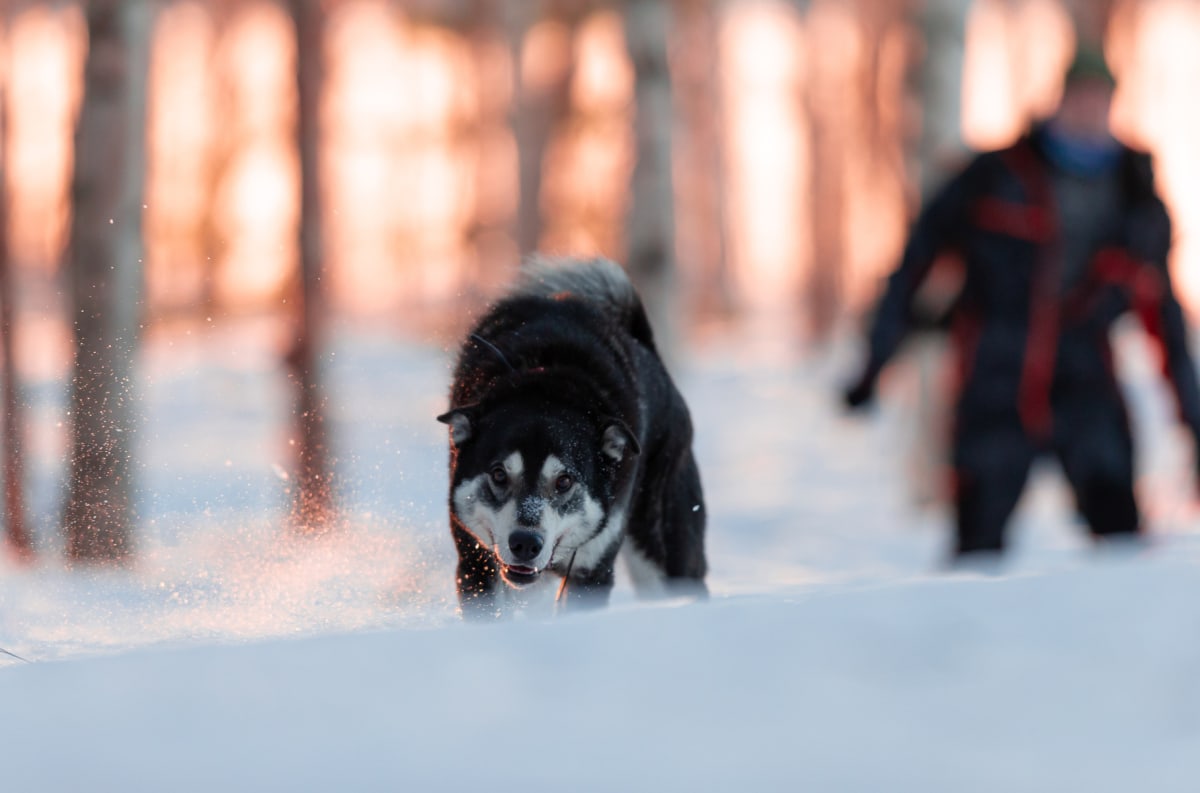 En svart och vit hund med gråa inslag springer i snöbelagd terräng. Bakom hunden, som är i fokus, syns en oskarpt person i mörk jacka med röda detaljer samt trädstammar i bakgrunden, belysta av en varm ljuskälla som reflekteras i snön och snöpartikla