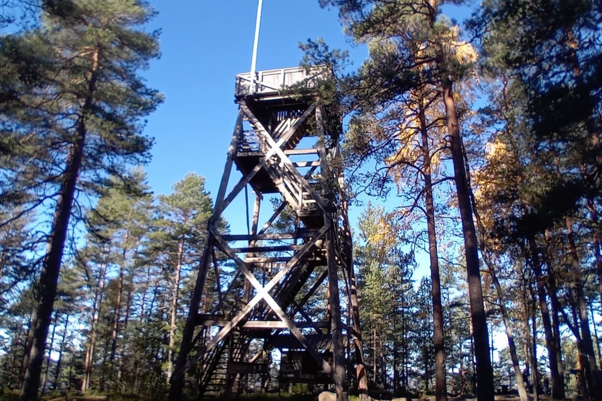 Ett högt utsiktstorn byggt i trä reser sig bland tallar mot en klarblå himmel. Högst upp på utsiktsplattformen finns en flaggstång.