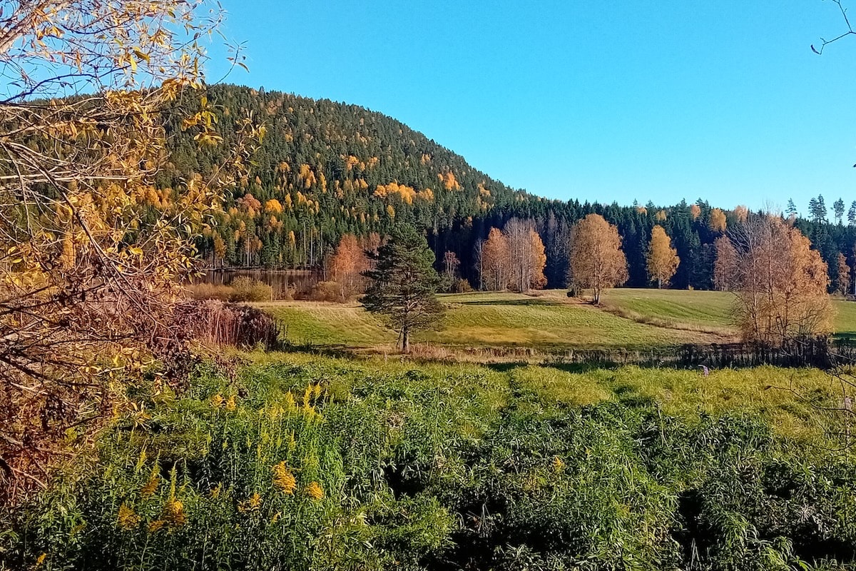 Ett höstlandskap med ängar och träd i höstfärger framför en skogsklädd kulle under en klarblå himmel.