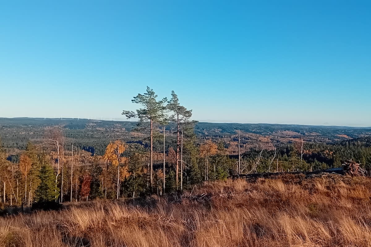 Vidsträckt utsikt över ett kuperat skogslandskap under en klarblå himmel. I förgrunden syns gult torrt gräs, tallar och träd i höstskrud samt vindkraftverk vid horisonten i fjärran.