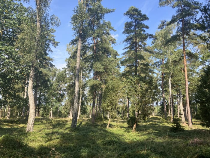 Grytåsa blir Örkelljunga kommuns första naturreservat – Skånes 400:e