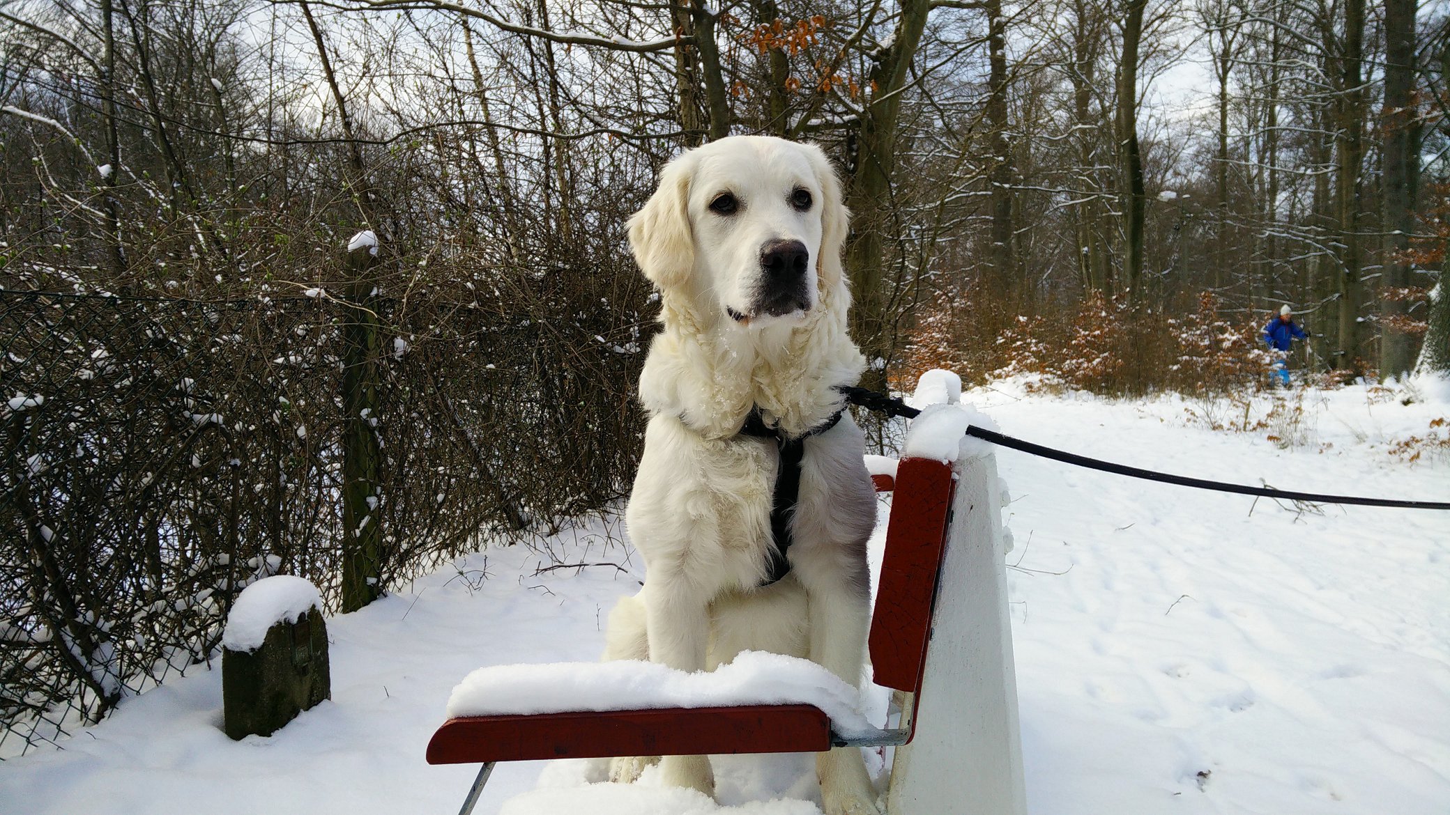 Hunden Lotka återfunnen efter nästan två veckor