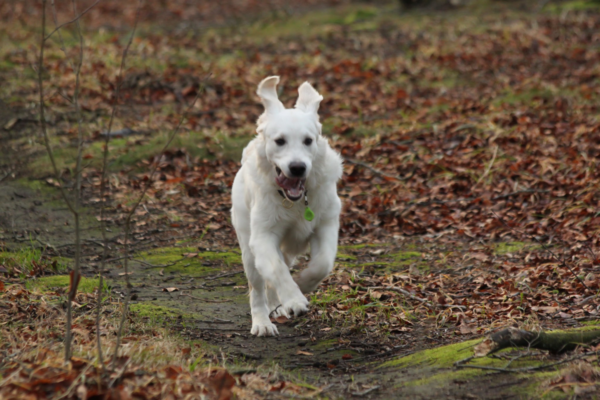 En vit hund, möjligen en golden retriever, springer framåt på en stig. Hunden har ett halsband med en grön märkning. Bakgrunden består av en mark täckt med bruna löv och inslag av grön gräsmarker. Stigen är av jord och lera. Bilden är tagen utomhus f