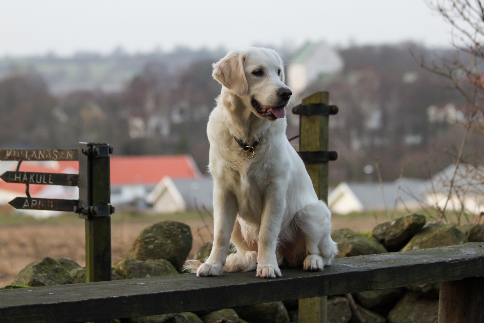 En ljus Golden Retriever sitter fokuserat på en träbänk, placerad framför en skylt med flera pekande pilformade plattor. Skylten visar texten "KULLANASEN", "HÅKULL" och "ARÖN". Hunden har ett svart halsband med en guldring och tittar mot höger, med tungan lätt utstickande. I bakgrunden syns ett fält och bebyggelse med tak i olika färger, bland annat ett rött. Landskapet inkluderar träd utan löv, vilket indikerar att det inte är sommar.