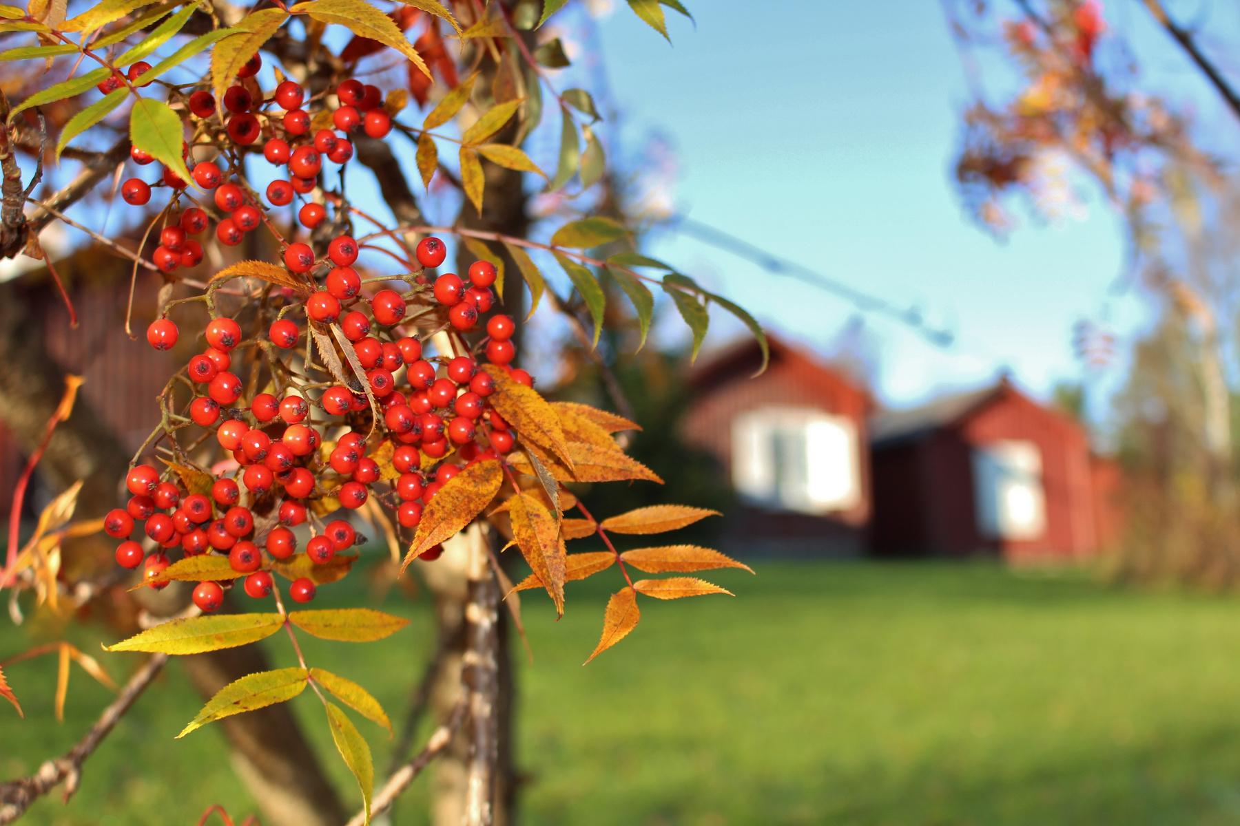 Agnes Granberg tävlar i fågelholks-SM trots fågelskräck