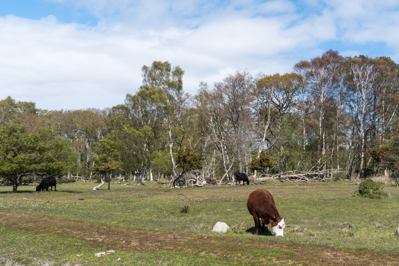 Skojardagen och National Walking Day – ta en promenad och låt dig luras!