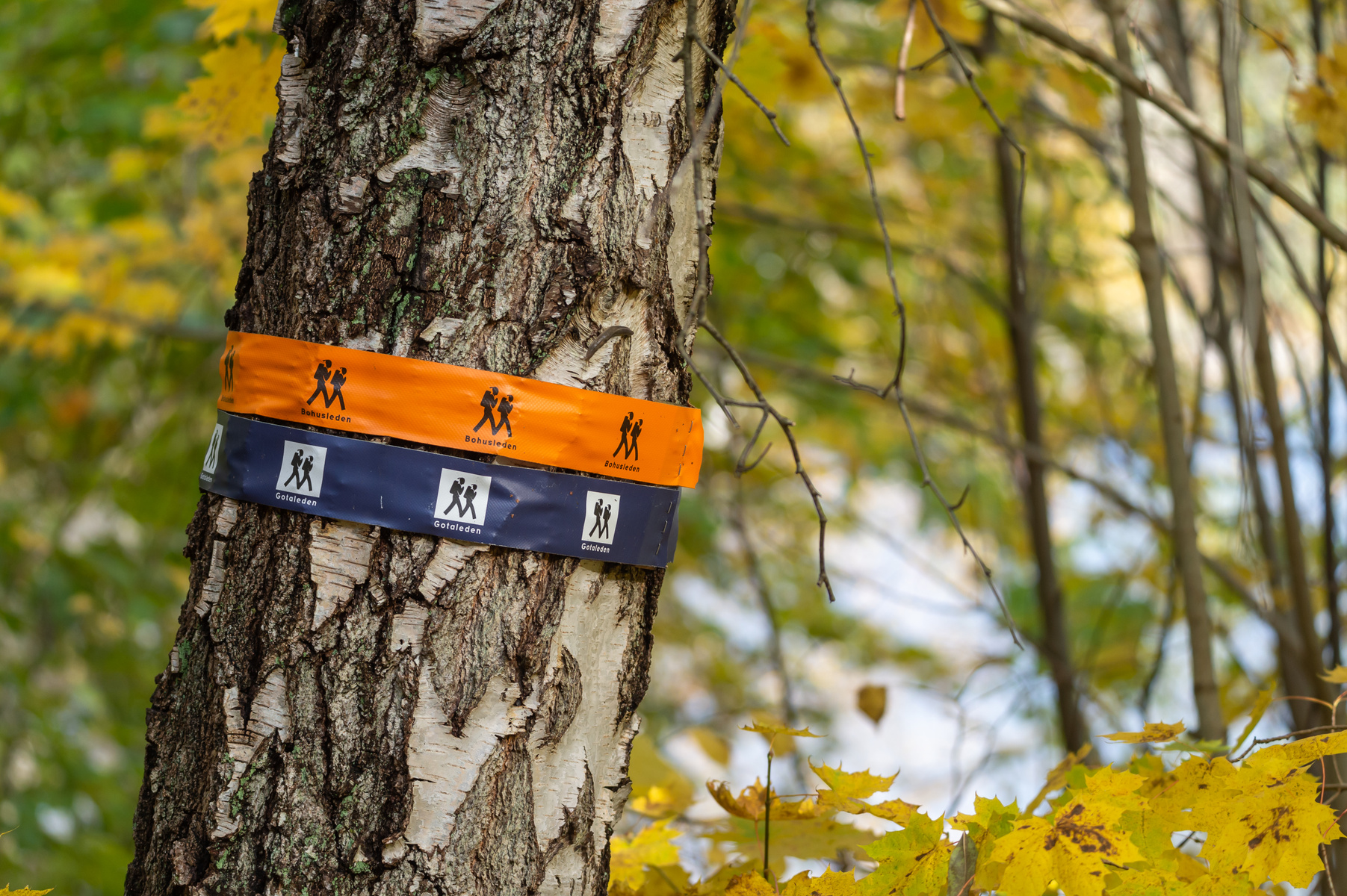 Bilden visar närbilder av stammen på ett träd, troligen en björk, med dess karaktäristiska vita och mörkare bark. Runt stammen är två band fästade; ett orangefärgat band överst och ett mörkblått band därunder. Båda banden är märkta med en vitt piktogram som föreställer två personer som går, samt texten "Bohusleden" på det orangea och "Gotaleden" på det blå. I bakgrunden syns suddiga gula och gröna löv och grenar, vilket indikerar att det är höst. Ljuset kommer diskret ovanifrån, vilket bidrar till en naturlig känsla.
