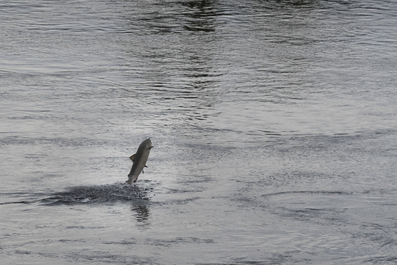 Familjelördag: Pyssel och ansiktsmålning