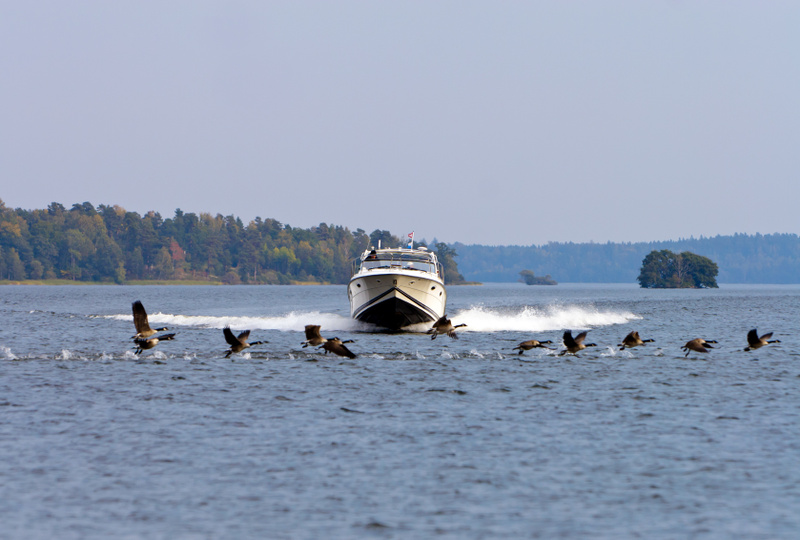 Bilden visar ett stort antal gäss som befinner sig på vattenytan, med flera av dem i färd med att lyfta eller landa. I bakgrunden navigerar en motorbåt framåt och skapar en vit svallvåg bakom sig. Landskap med träd syns på horisonten på båda sidor av