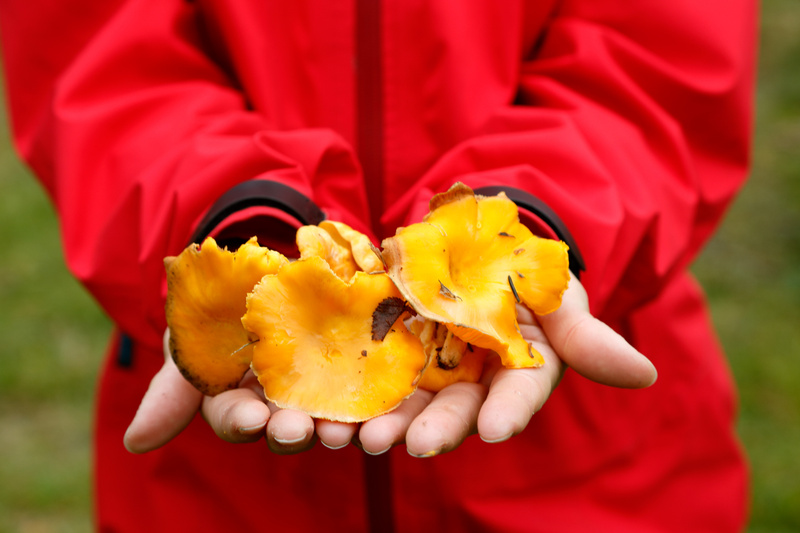 En person klädd i en röd jacka håller en liten samling skogens guld i sina öppna händer, vilket är gula kantareller. Händerna är riktade mot betraktaren. Jackans ärmar har svarta muddar. Bakgrunden är oskarp men grön, vilket indikerar att bilden är tagen utomhus.